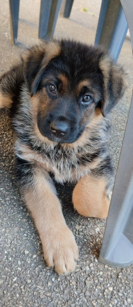 Du Fort De Plappeville - Chiots disponibles - Berger Allemand