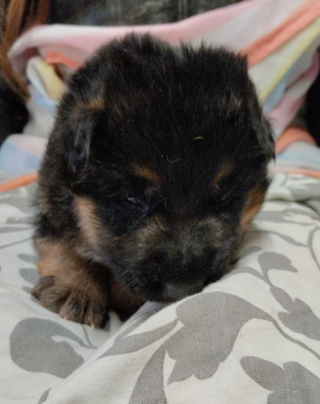 Du Fort De Plappeville - Chiots disponibles - Berger Allemand