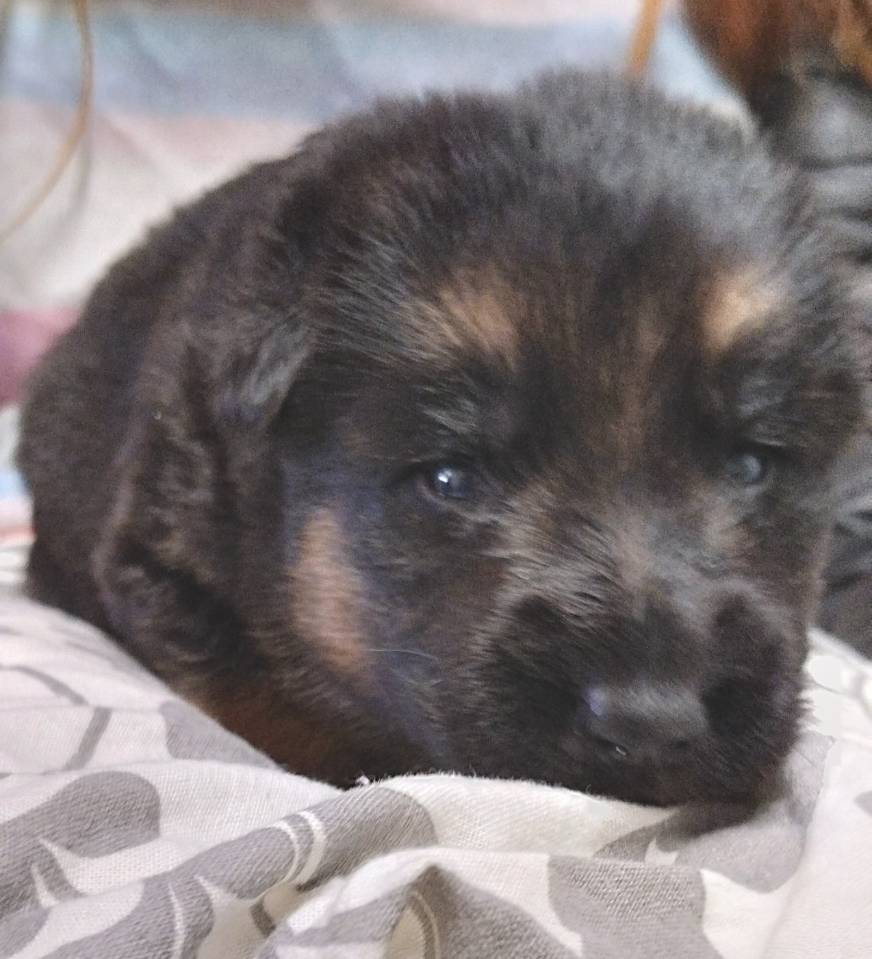 Du Fort De Plappeville - Chiots disponibles - Berger Allemand