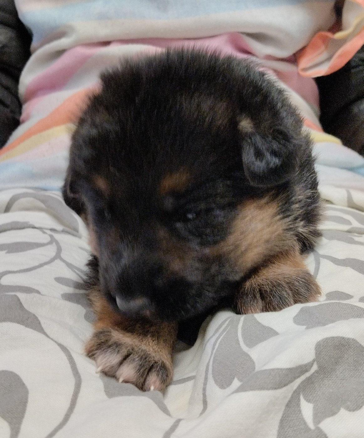 Du Fort De Plappeville - Chiots disponibles - Berger Allemand