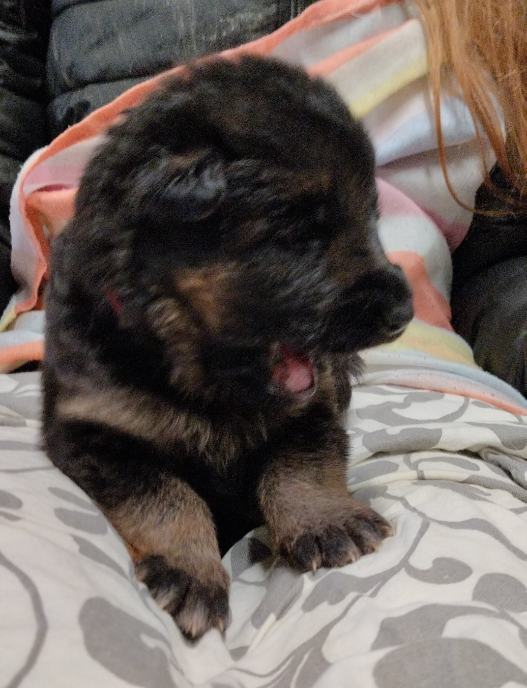 Du Fort De Plappeville - Chiots disponibles - Berger Allemand