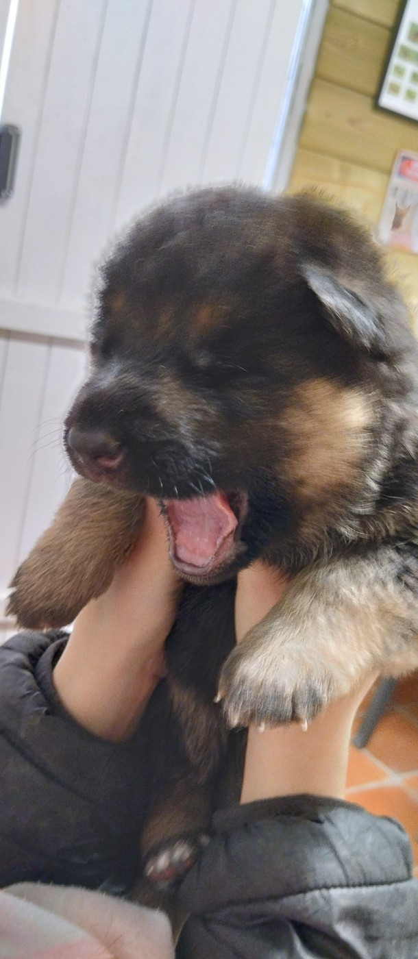 Du Fort De Plappeville - Chiots disponibles - Berger Allemand
