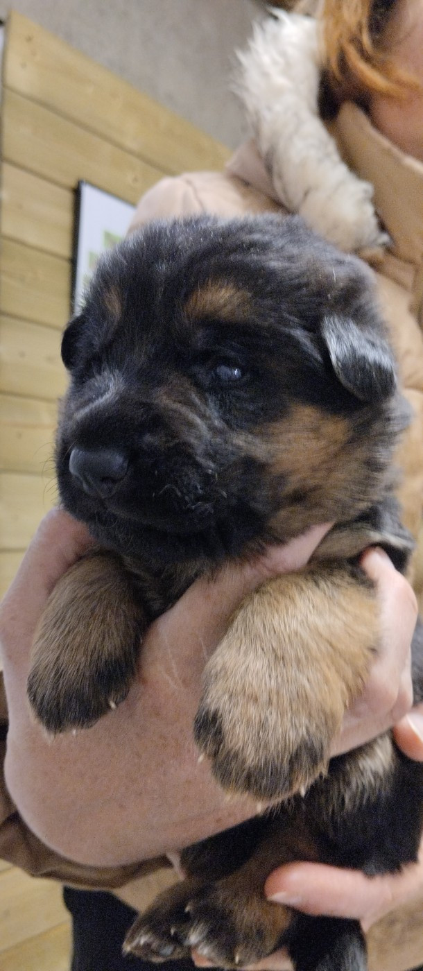 Du Fort De Plappeville - Chiots disponibles - Berger Allemand