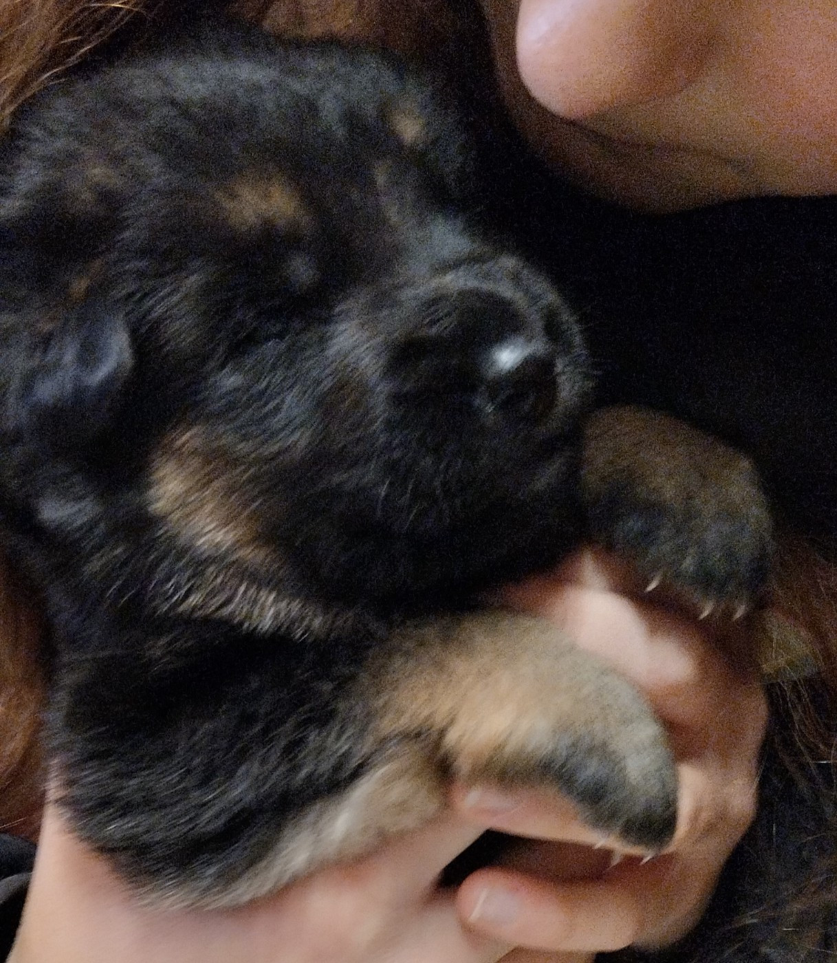Du Fort De Plappeville - Chiots disponibles - Berger Allemand