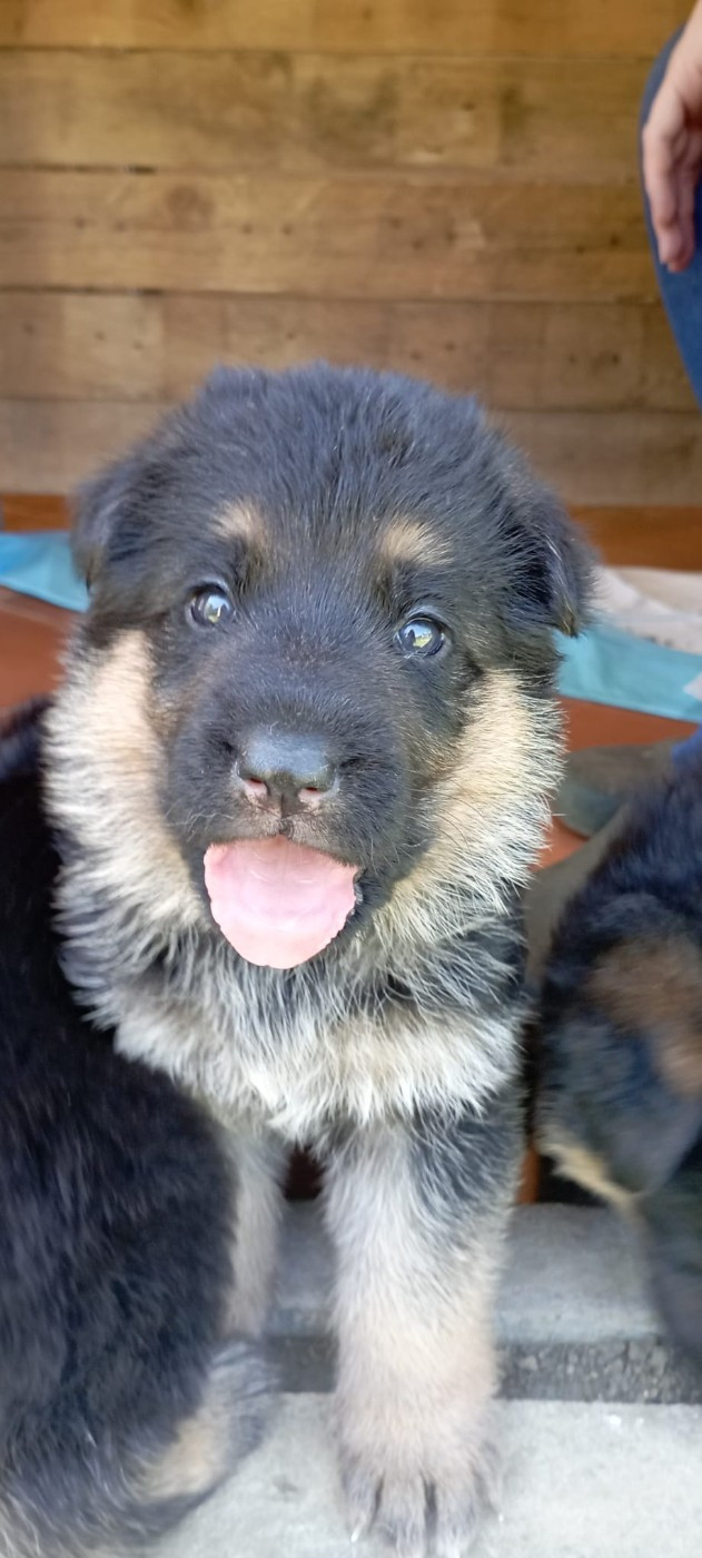 Du Fort De Plappeville - Chiots disponibles - Berger Allemand