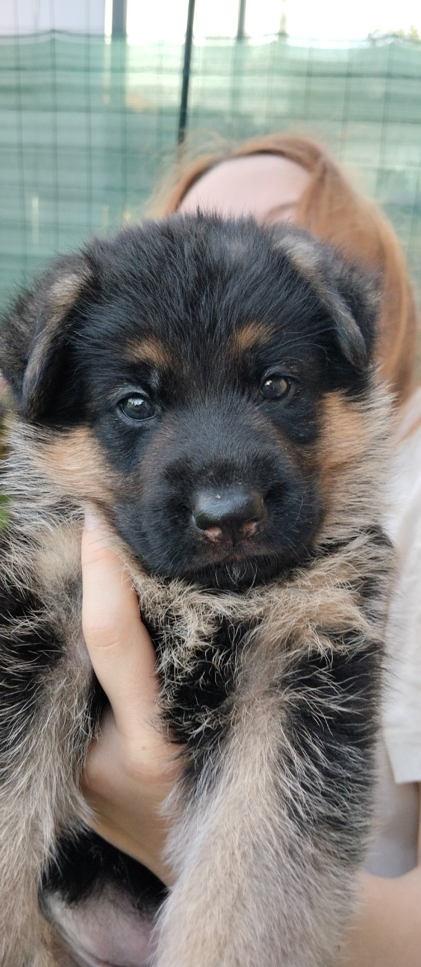 Du Fort De Plappeville - Chiots disponibles - Berger Allemand