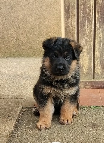 Du Fort De Plappeville - Chiots disponibles - Berger Allemand