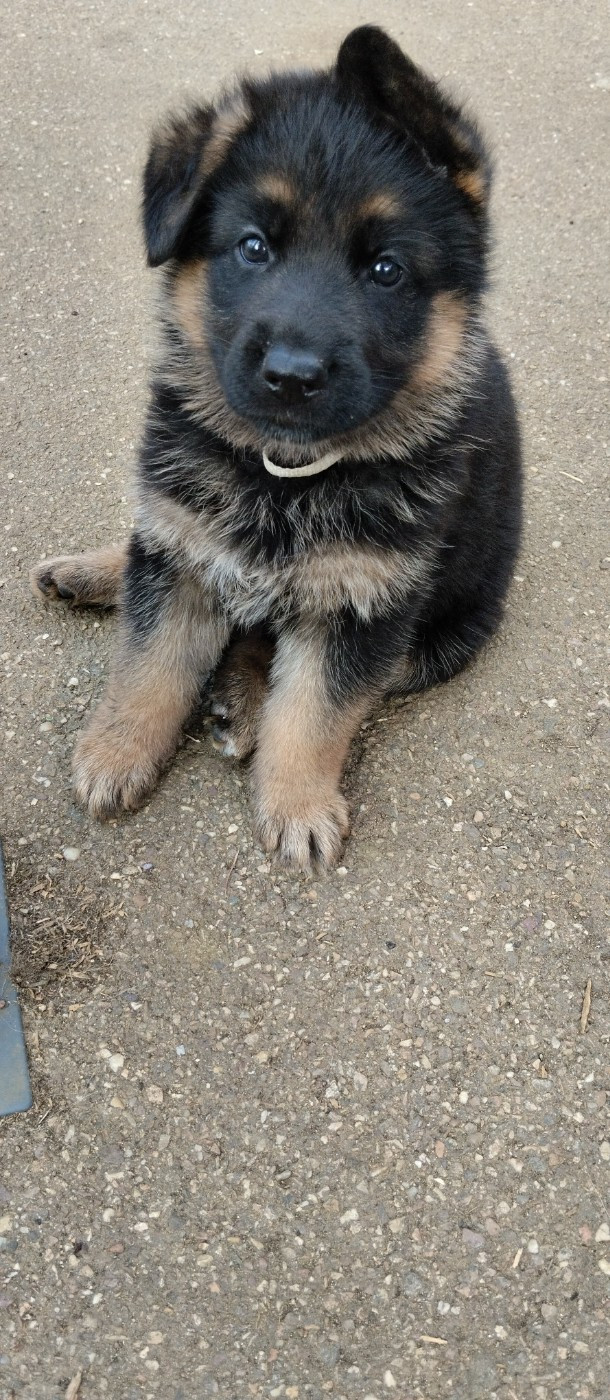 Du Fort De Plappeville - Chiots disponibles - Berger Allemand