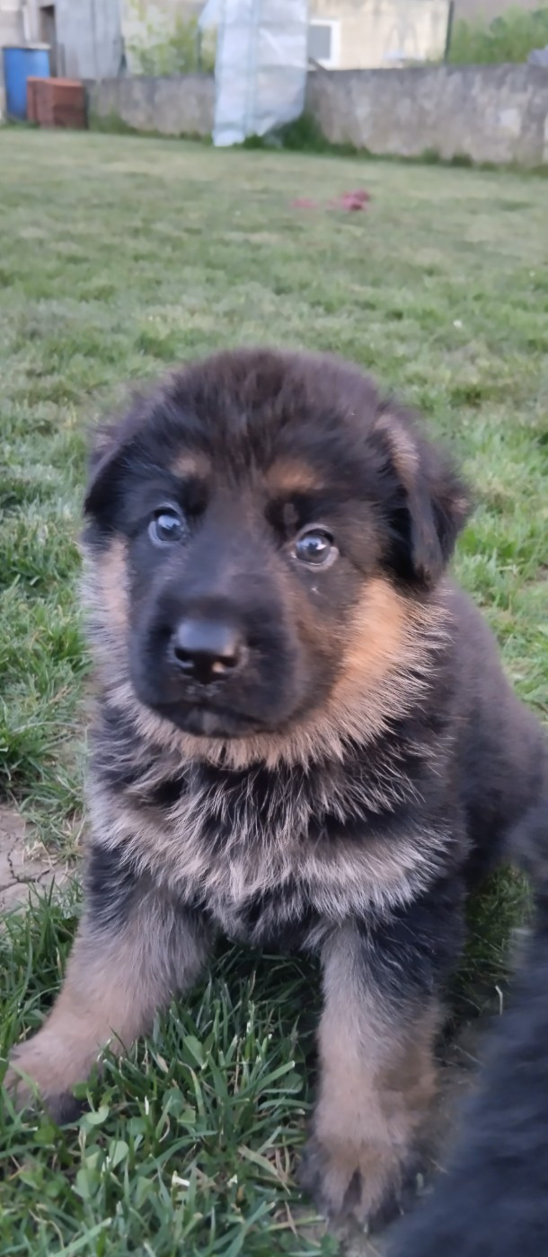 Du Fort De Plappeville - Chiots disponibles - Berger Allemand