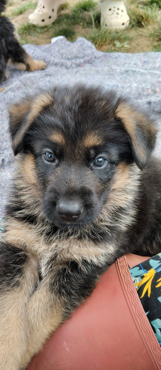 Du Fort De Plappeville - Chiots disponibles - Berger Allemand