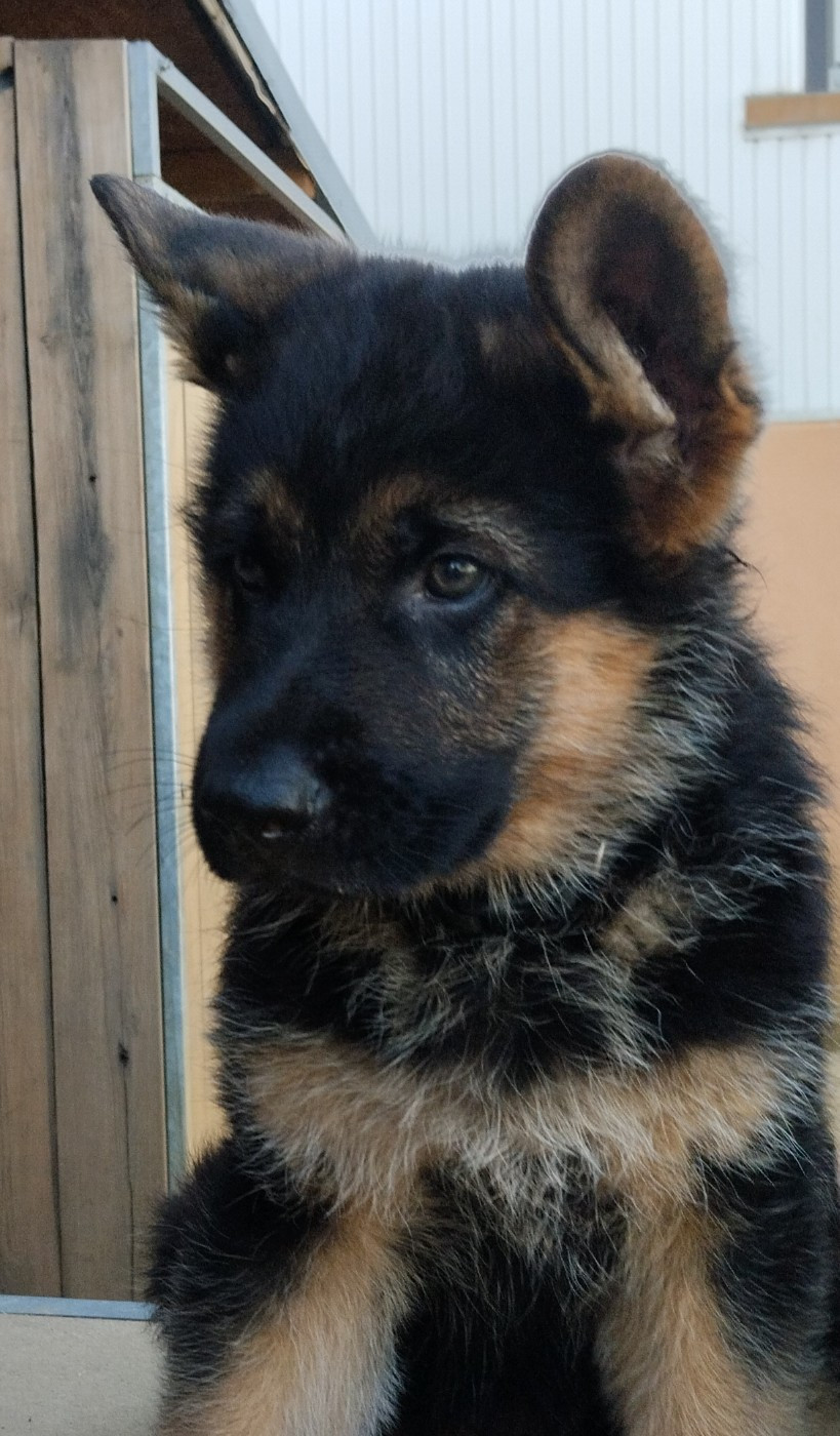 Du Fort De Plappeville - Chiots disponibles - Berger Allemand