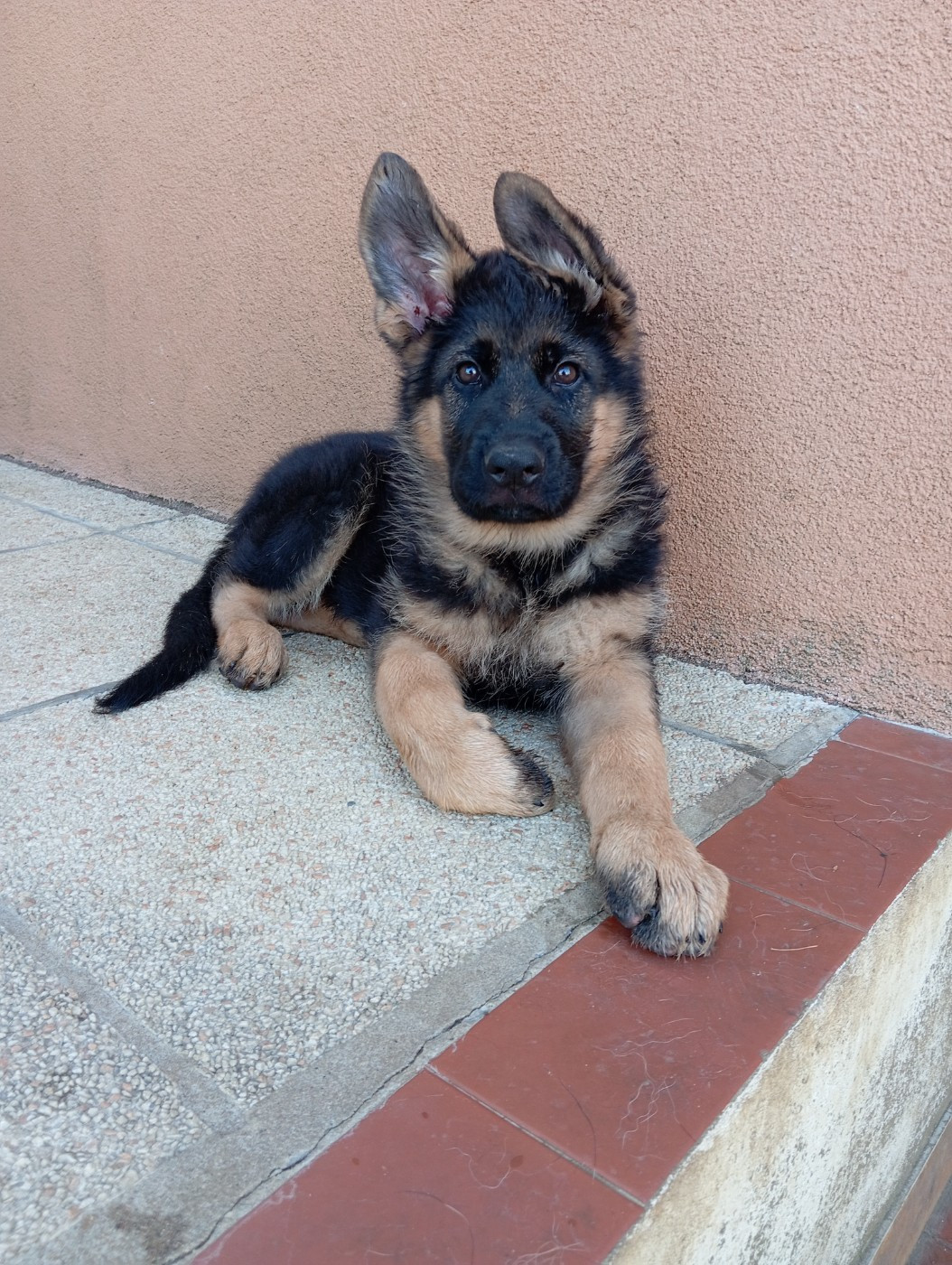 Du Fort De Plappeville - Chiots disponibles - Berger Allemand