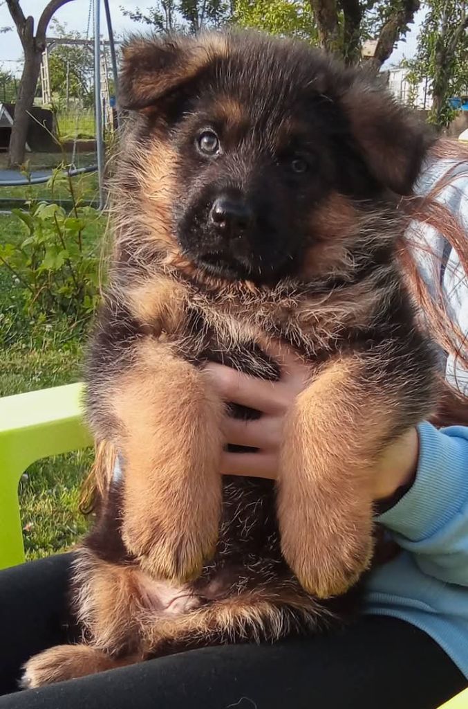 Du Fort De Plappeville - Chiots disponibles - Berger Allemand
