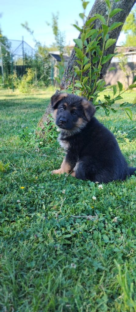 Du Fort De Plappeville - Chiots disponibles - Berger Allemand