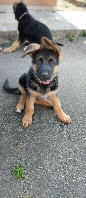 Ava