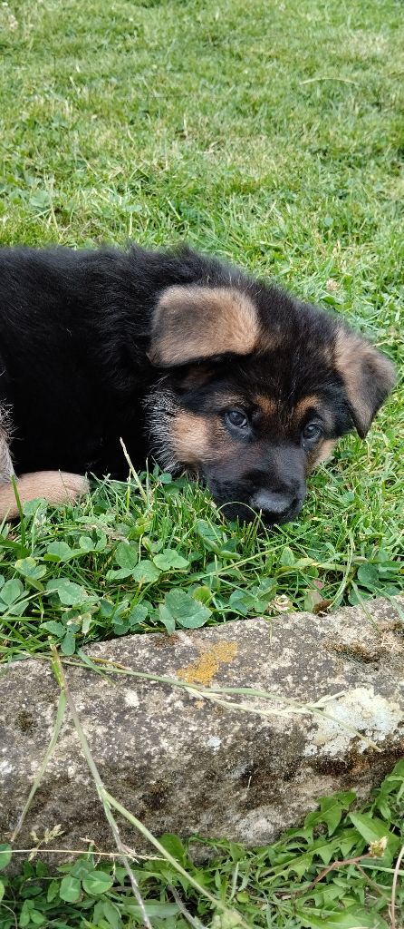 Du Fort De Plappeville - Chiots disponibles - Berger Allemand