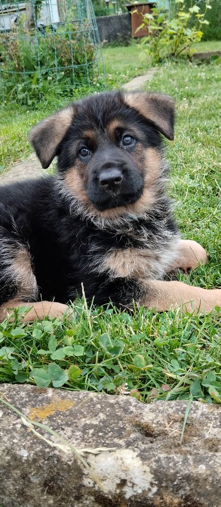 Du Fort De Plappeville - Chiots disponibles - Berger Allemand