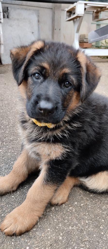 Du Fort De Plappeville - Chiots disponibles - Berger Allemand